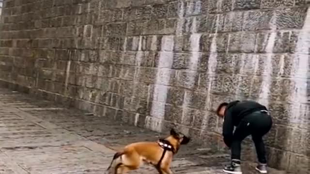 Dogs That Fly - Malinois & Alstian Dogs Show Their Jumping Agility