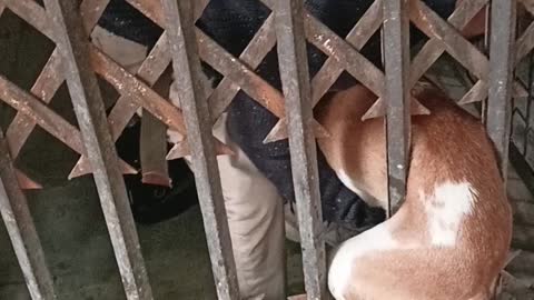 Pup Pulled From Between Bars