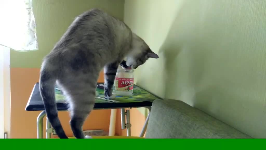 Cat drinks from a can