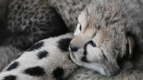 Tiny few day old cheetah cubs in their