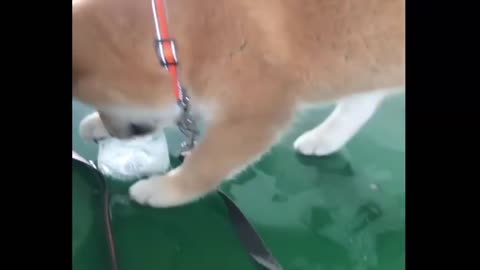 Funniest Shiba