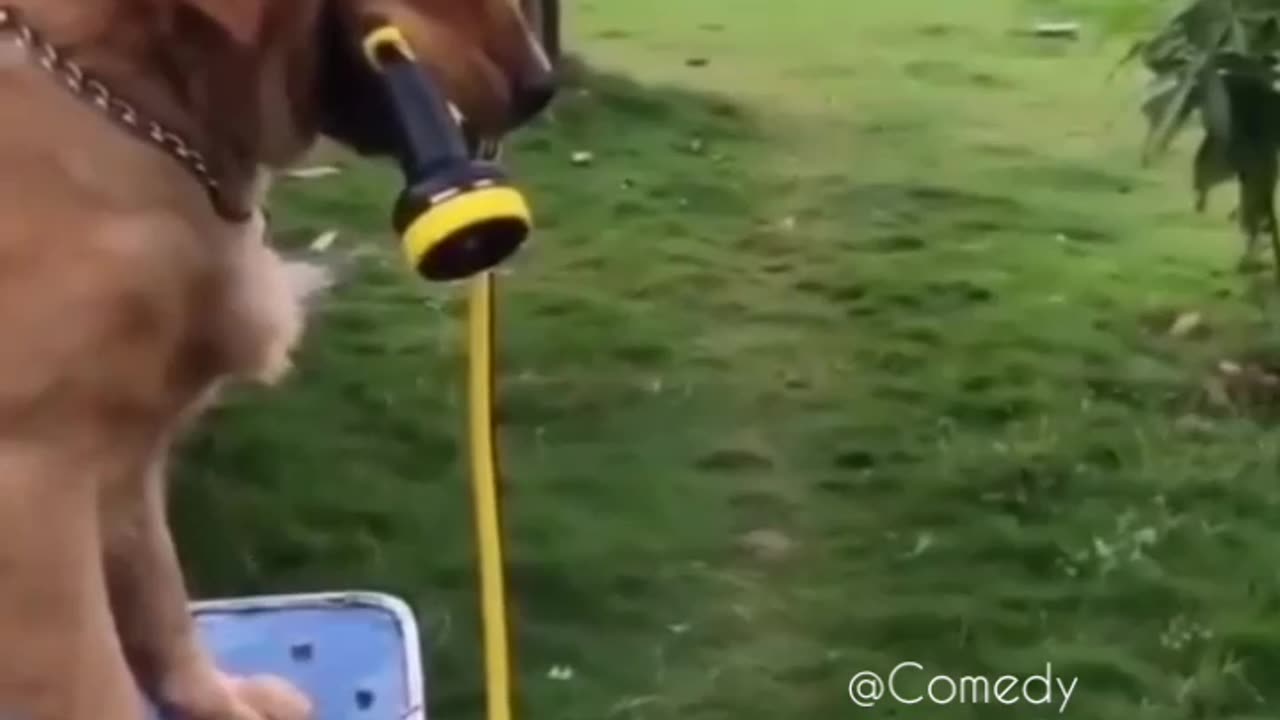 TRY NOT TO LAUGH 😆 Best Funny Videos Compilation 😂😁😆 Memes