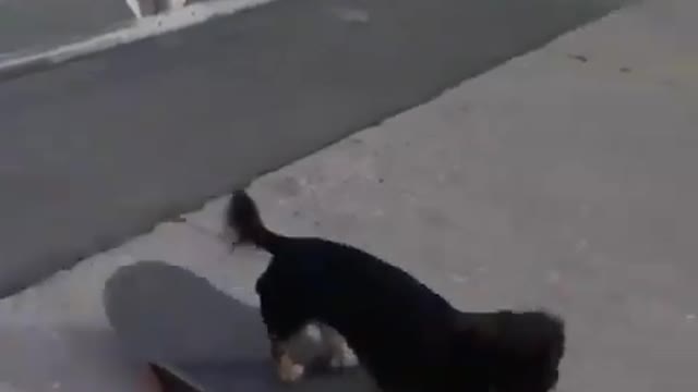 Dogs Skating 2021