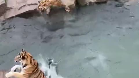 Do you dare snatch food from the mouths of these five tigers