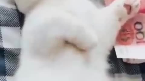 Funniest Cat and Dog😄😃, Funny Animal video