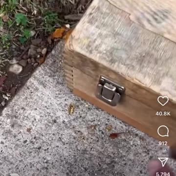 It looks like a real dog 🐶☺️😊