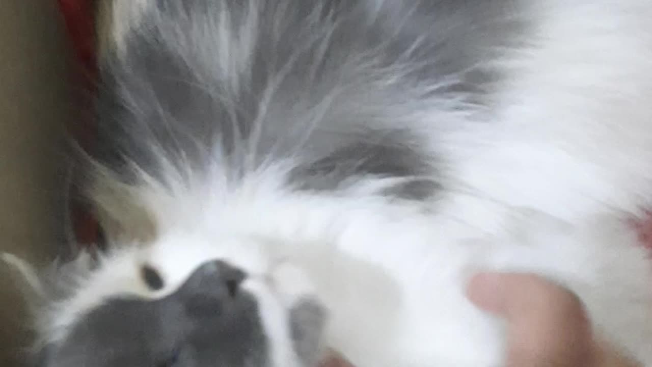 Bia's babies are coming....(my loving cat)