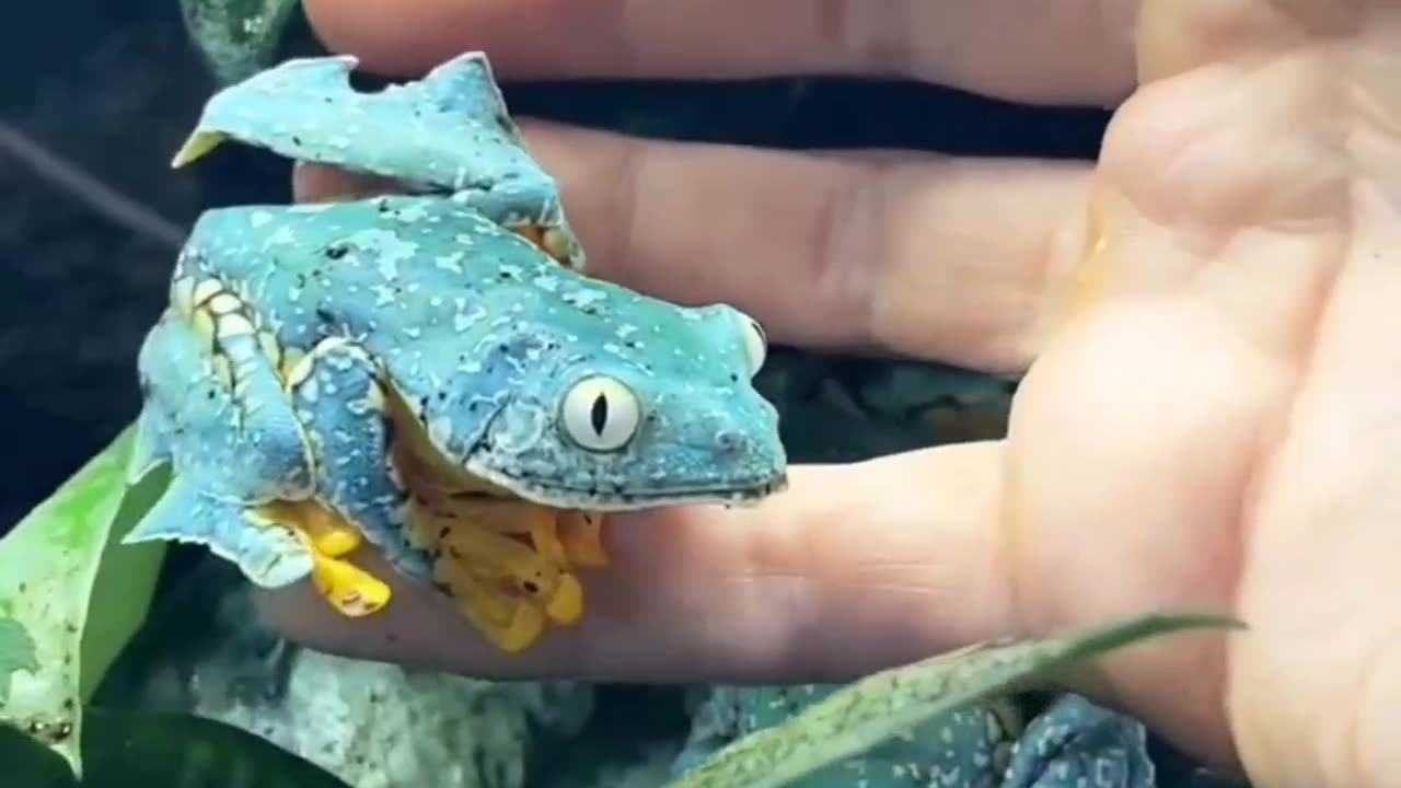 "Cruziohyla Craspedopus: The Exquisite Tree Frog of the Amazon Rainforest"