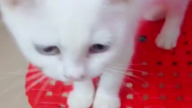 The naughty cat actually climbed on the mosquito net, so naughty