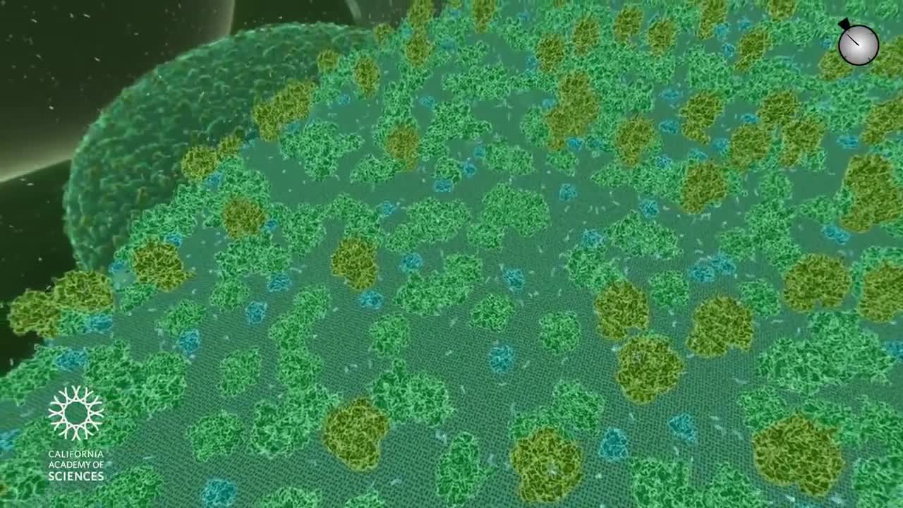 Travel Deep Inside a Leaf | California Academy of Sciences