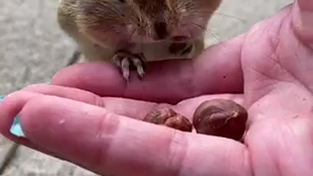 chipmunk 🐿 funny