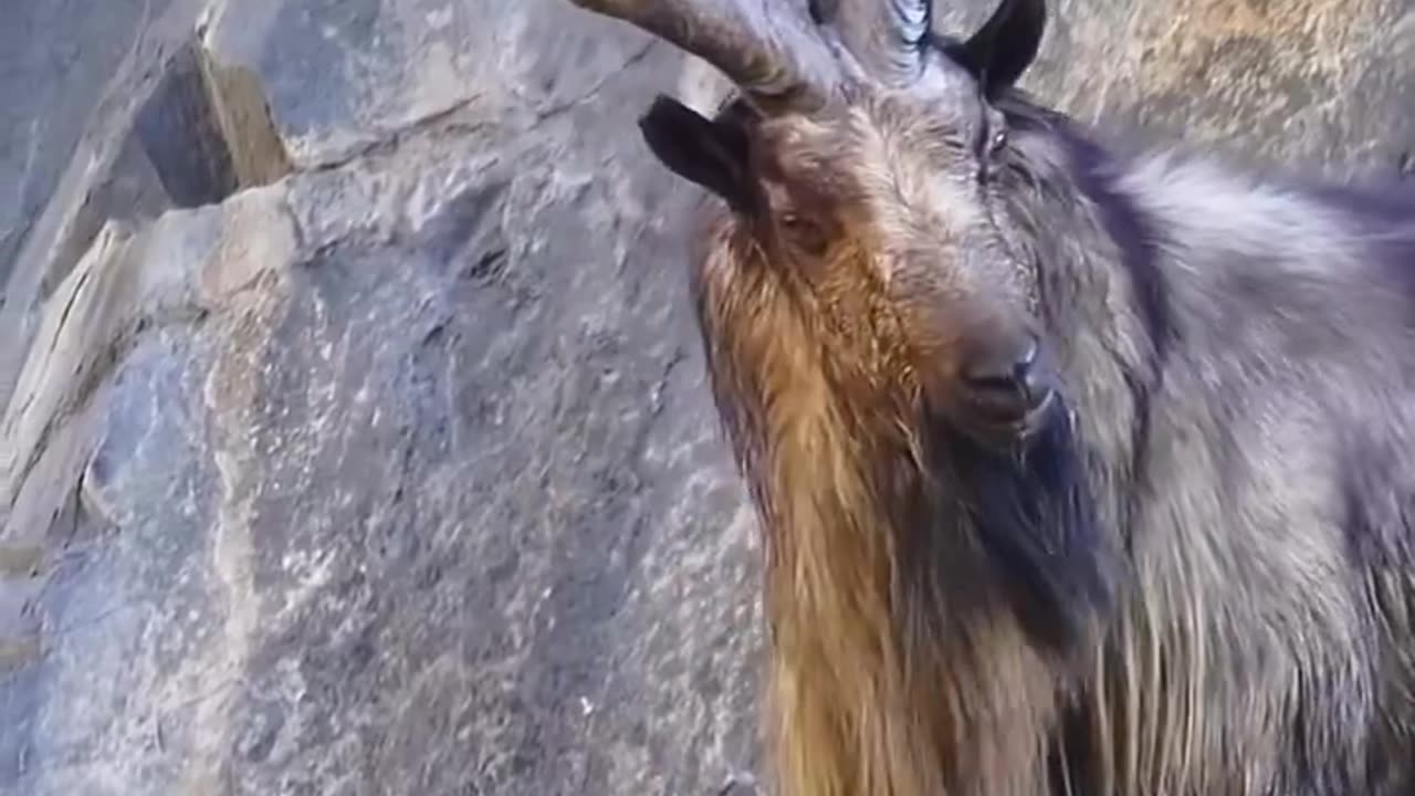 The Markhor Pakistan National Animal Is A Majestic Wild Goat Species That Inhabits The Mountainous Regions Of Central Asia~Known For its Impressive Horns