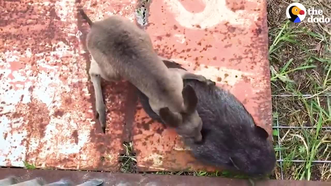 Wombat And Kangaroo Are Obsessed With Each Other _ The Dodo Odd Couples