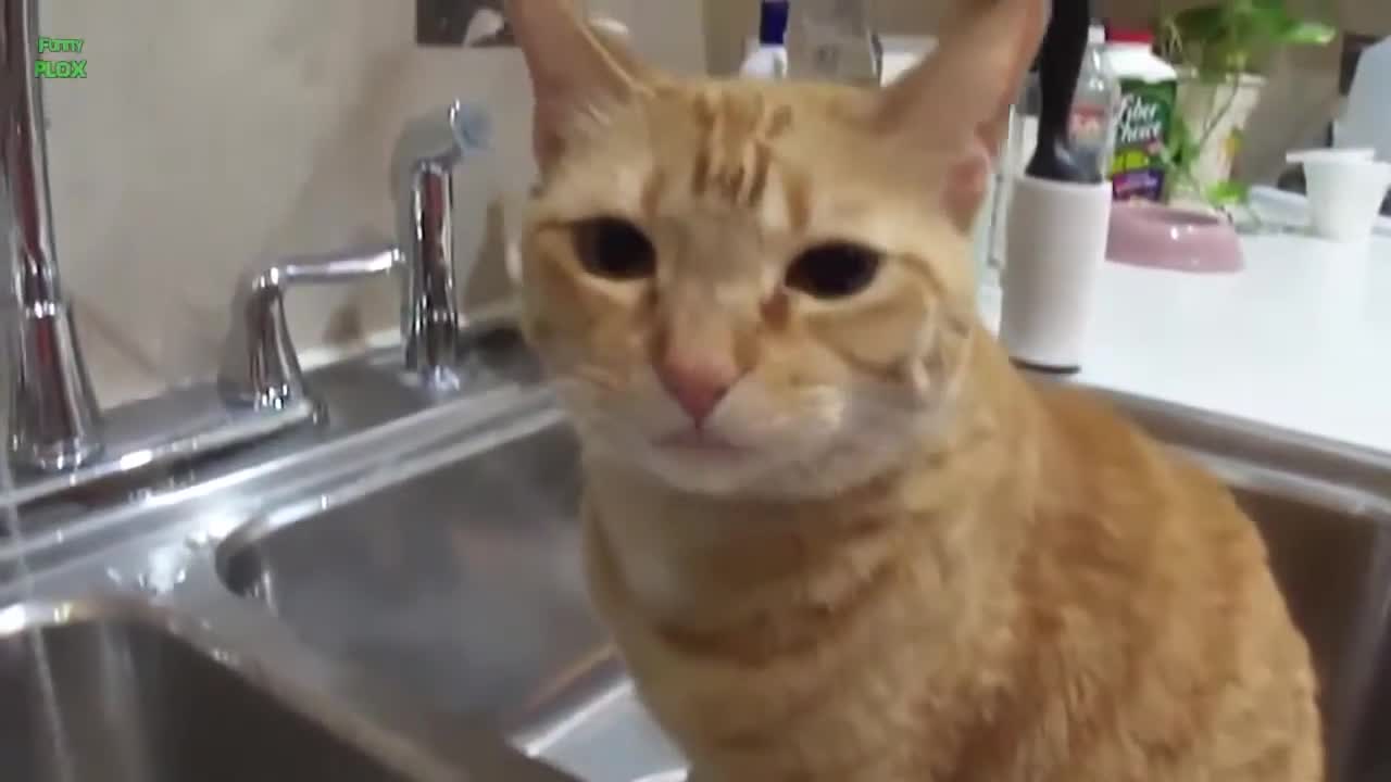 Funny Cats in the Bath Compilation