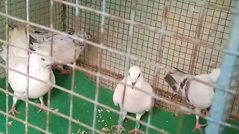 White Pigeon with egg