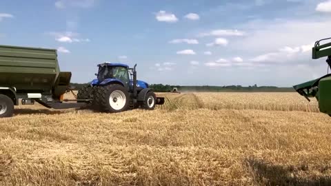 Farmers wear flak jackets to harvest grain