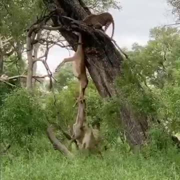 Africa always delivers something spectacular