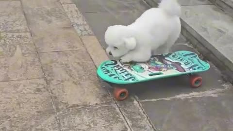 Watch this talented pup shred on the skateboard like a pro!