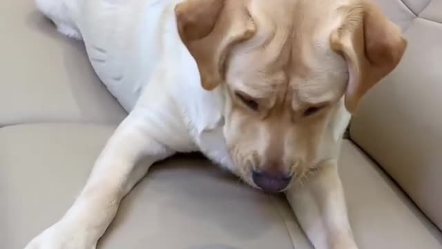 The dog is placed in front of two utensils and tell him right then he will get food