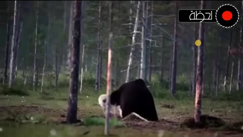 animal hunting World geography National channel
