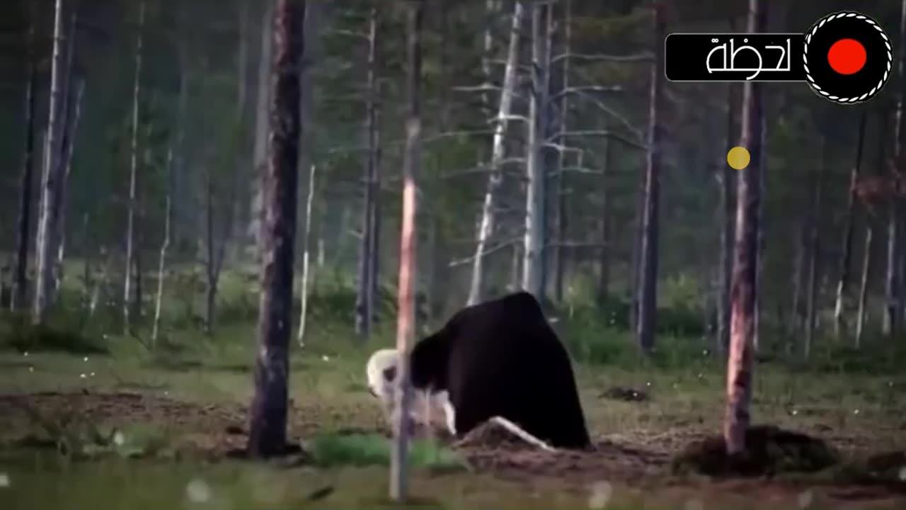 animal hunting World geography National channel