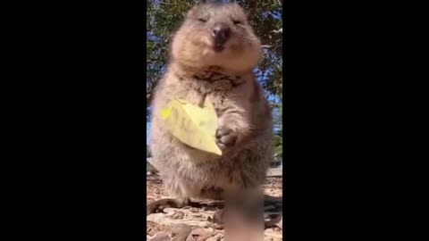 cute squirrel
