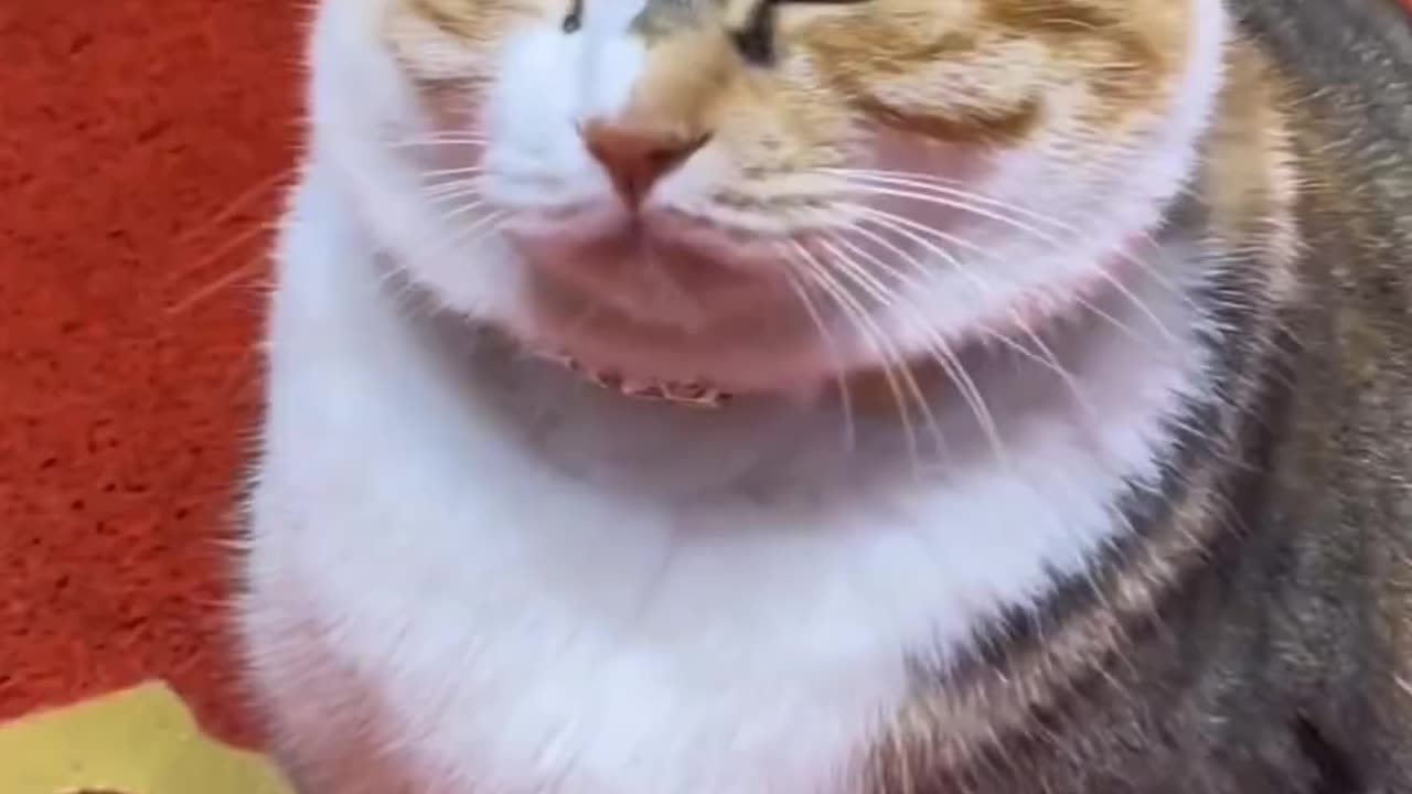 Funny and Cute Cats Videos #383