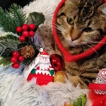 Christmas cat video