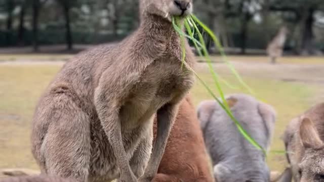 The Year of the Kangaroo Tiger to see the tiger baby