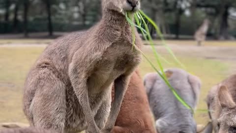 The Year of the Kangaroo Tiger to see the tiger baby