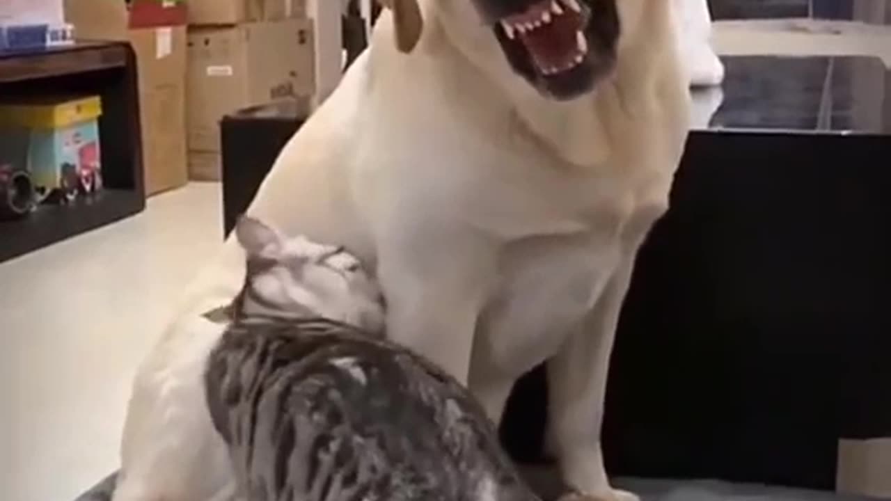 Dog with Cat on comedy