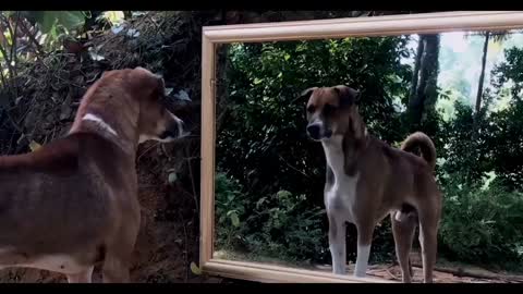 Funny Dog 🙀Barking Himself
