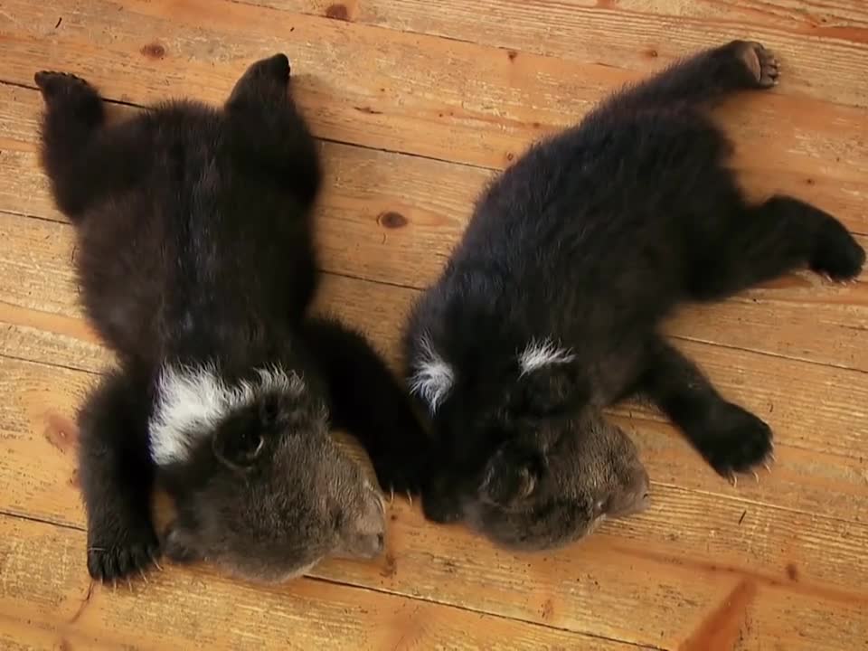 The old man saved two young bears who had lost their mother