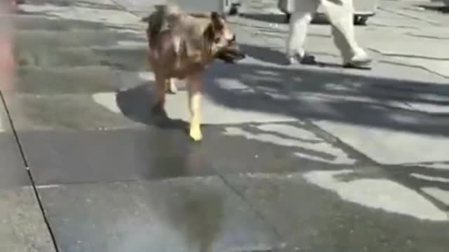 Funny Dogs