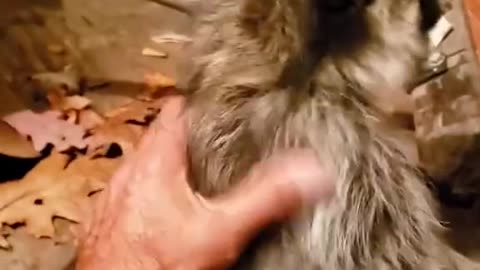 Thank you hero for rescuing a small life ❤️🙏 Rescue baby raccoon