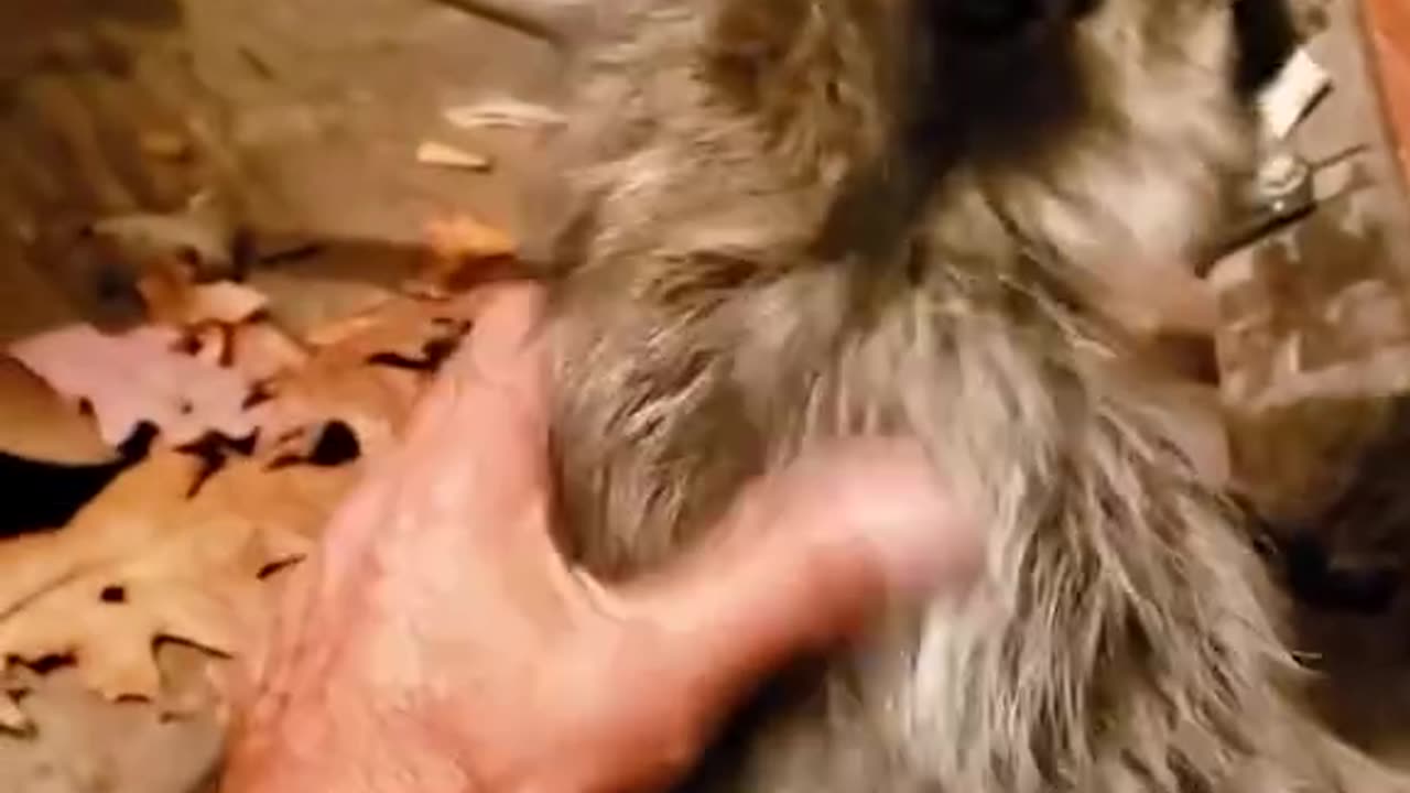 Thank you hero for rescuing a small life ❤️🙏 Rescue baby raccoon