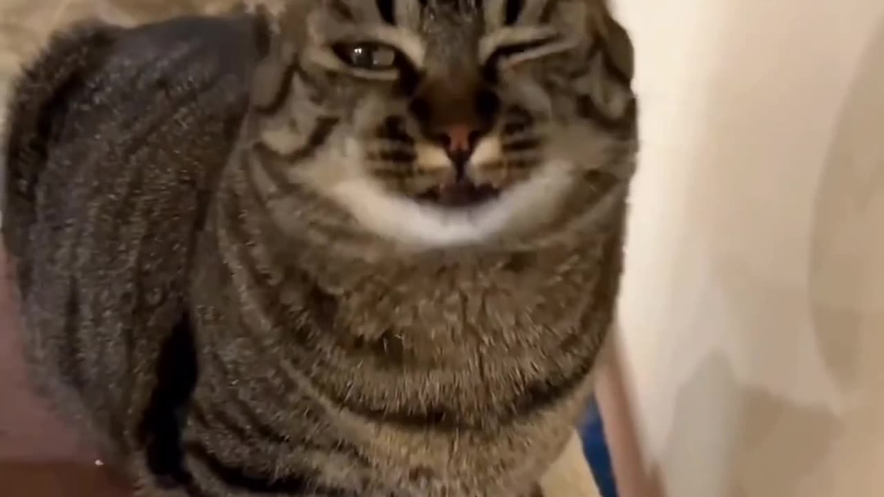 Amazing Pet's Funny video
