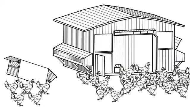 Building Chicken Coops Guide - DIY Chicken Coop Plans