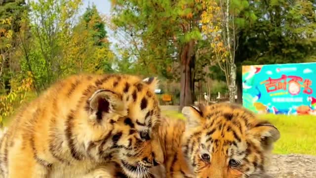 Two cute tiger babies