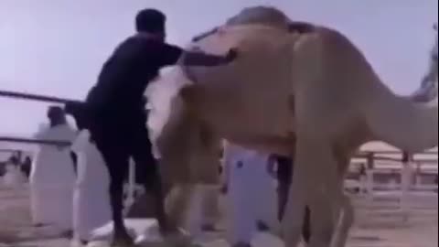 Camel: Nope Not Today