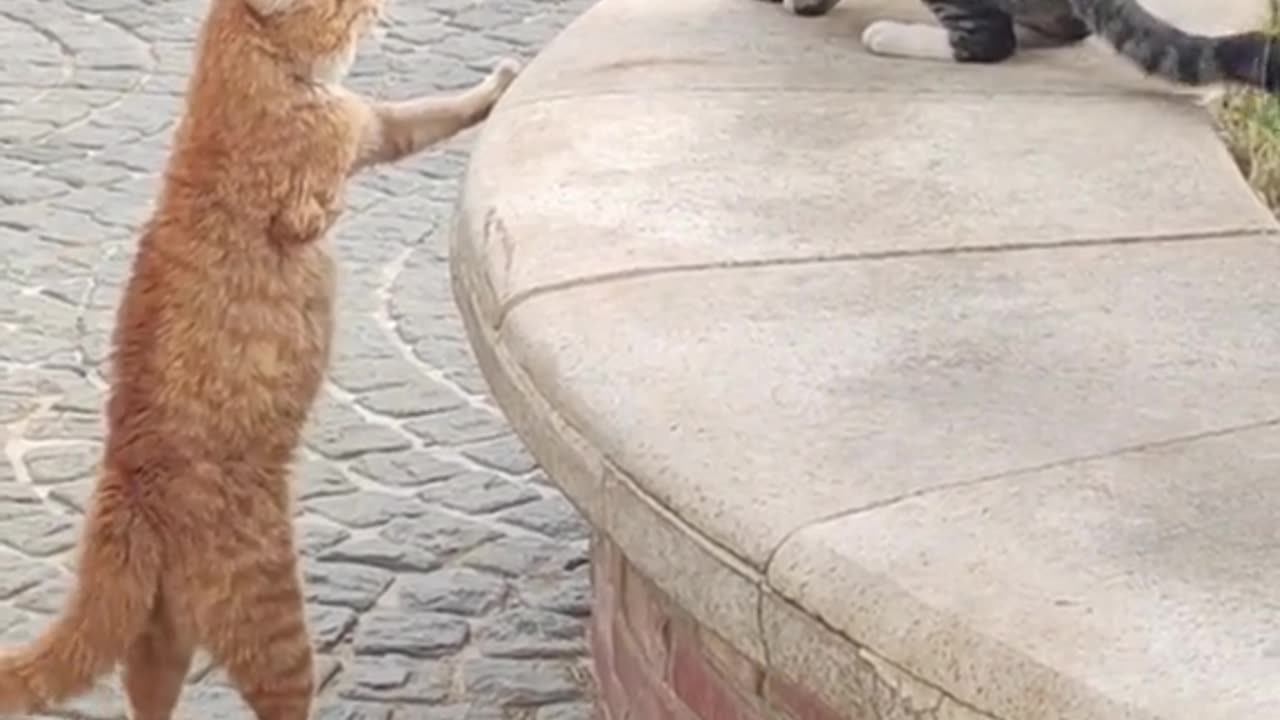 "Fear Feline: The Four-Legged Cat vs. The Three-Legged Cat"