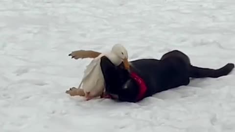 Did we just become best friends! 🦆💕🐶