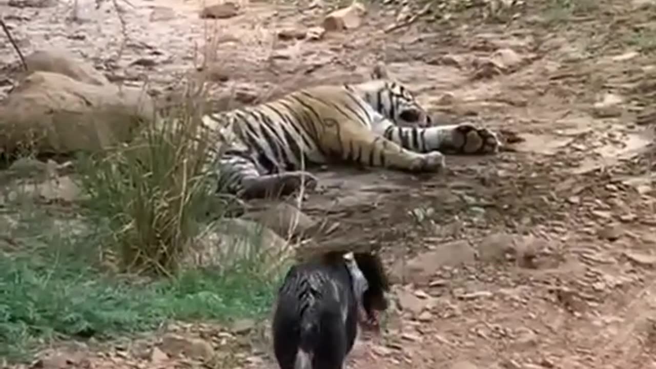 Tiger killed the dog at zone 2 Ranthambore national park #tiger attack dog #shorts