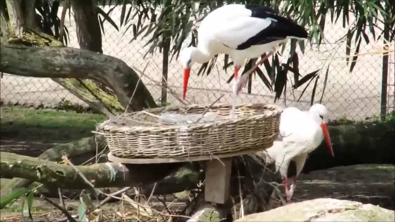 Beautiful Golden Pheasants and Wading Birds