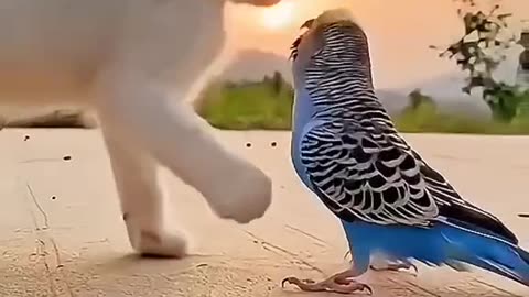 CAT LOVERS