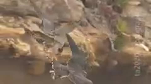 Juvenile Peregrine Falcon grabs food from it _s Mom (Aerial Food Transfer)