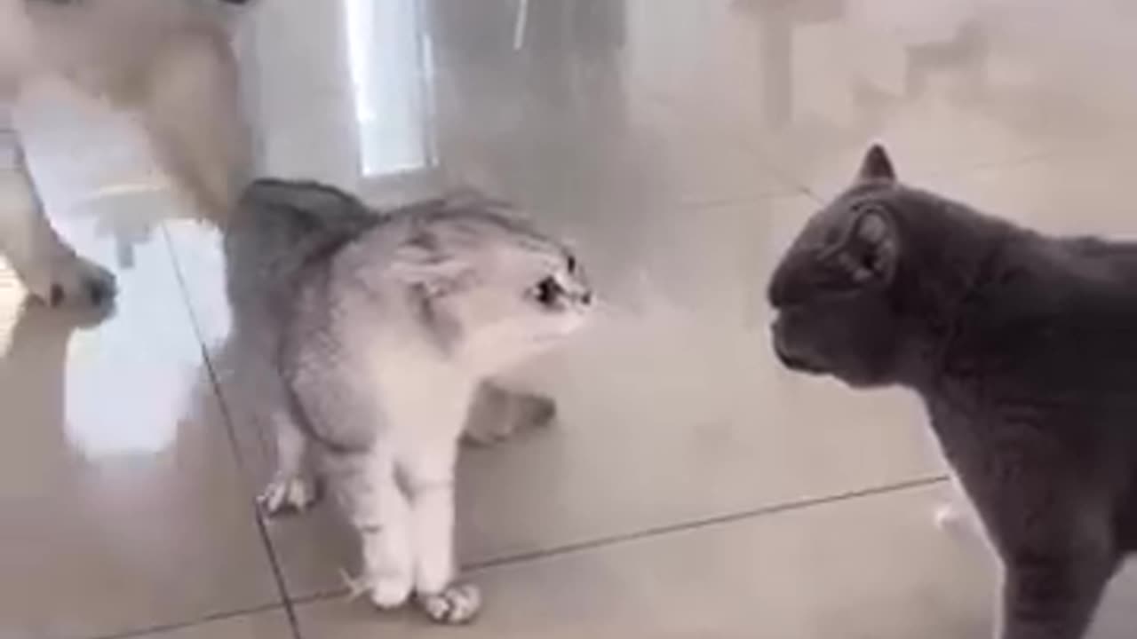 Cat funny very funny video