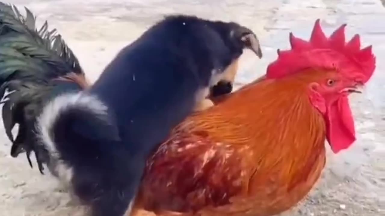 Unlikely Besties: Heartwarming Bond Between a Sweet Puppy and a Playful Chicken!