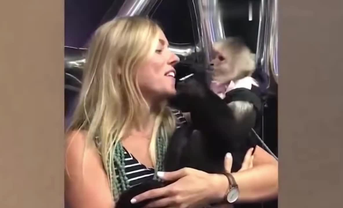 A monkey's love