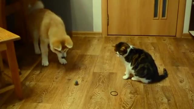 So funny animals video